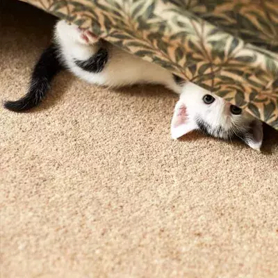 Cat cost per best sale year